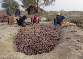 बगरमा लगाइएको सखरखण्डबाट मनग्य आम्दानी