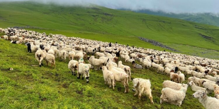 भेडापालक किसानलाई गाउँपालिकाकाे अनुदान