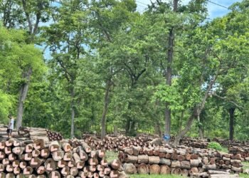 घाटगद्दीमै थन्कियो एक लाख क्यूफिट बढी काठ