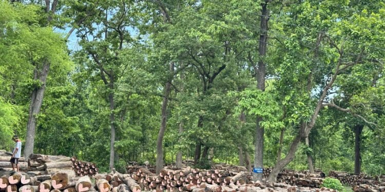 घाटगद्दीमै थन्कियो एक लाख क्यूफिट बढी काठ