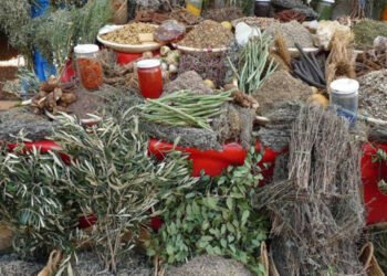 जडीबुटीमा किसानलाई आकर्षित गर्दै प्रशोधन केन्द्र