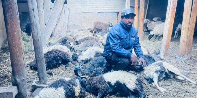 मुस्ताङमा हिउँ चितुवाको आक्रमणबाट १९ भेडा मरे