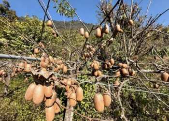 भार्सेका कृषक व्यावसायिक किबीखेतीतर्फ आकर्षित