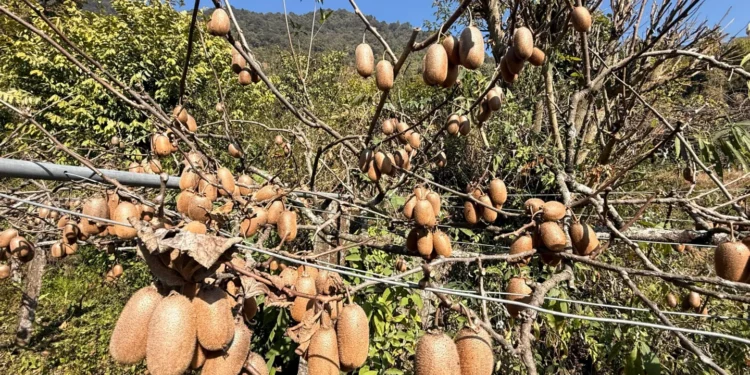 भार्सेका कृषक व्यावसायिक किबीखेतीतर्फ आकर्षित