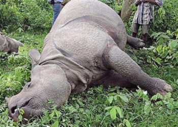 चितवन राष्ट्रिय निकुञ्जमा साउनयता ९ गैँडाको मृत्यु