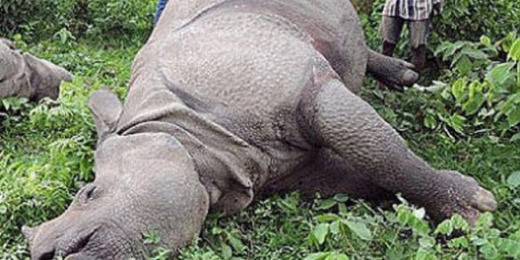 चितवन राष्ट्रिय निकुञ्जमा साउनयता ९ गैँडाको मृत्यु