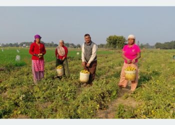 तीन पुस्तादेखि टमाटरखेतीः विदेशको विकल्प बनेको छ वीरेन्द्रको टमाटर व्यवसाय