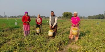 तीन पुस्तादेखि टमाटरखेतीः विदेशको विकल्प बनेको छ वीरेन्द्रको टमाटर व्यवसाय
