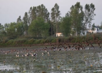 कञ्चनपुरमा आजदेखि जलपंछी गणना