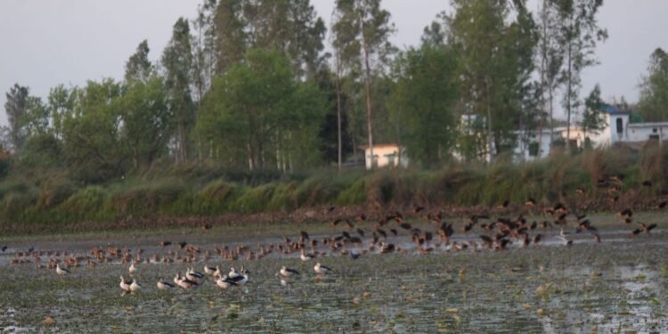 कञ्चनपुरमा आजदेखि जलपंछी गणना