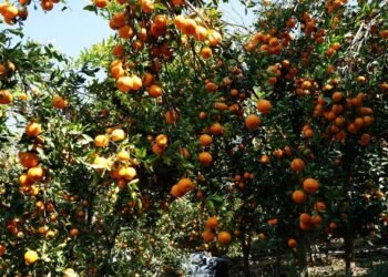 अन्यत्र निख्रिएपछि सुन्तला टिप्न थालेका बाँसखर्कका किसानले दोब्बर मूल्य पारे