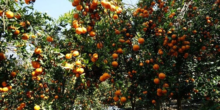 अन्यत्र निख्रिएपछि सुन्तला टिप्न थालेका बाँसखर्कका किसानले दोब्बर मूल्य पारे