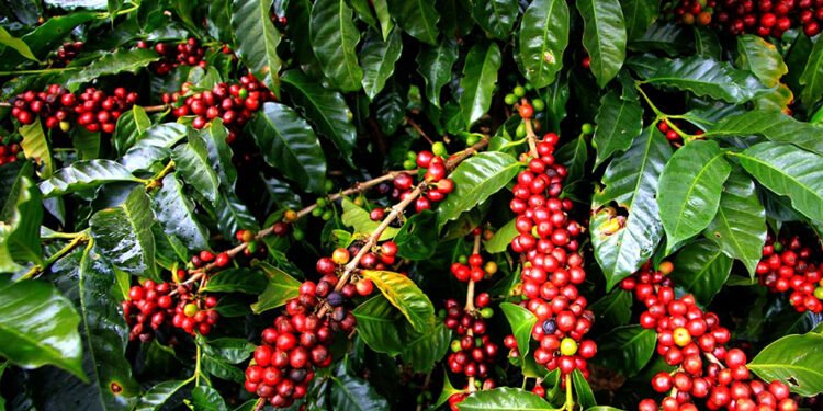 आर्थिक उपार्जनको माध्यम बन्दै कफीखेती