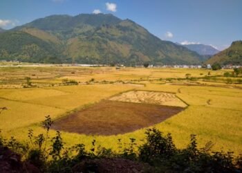 स्याङ्जामा धान उत्पादन बढ्यो