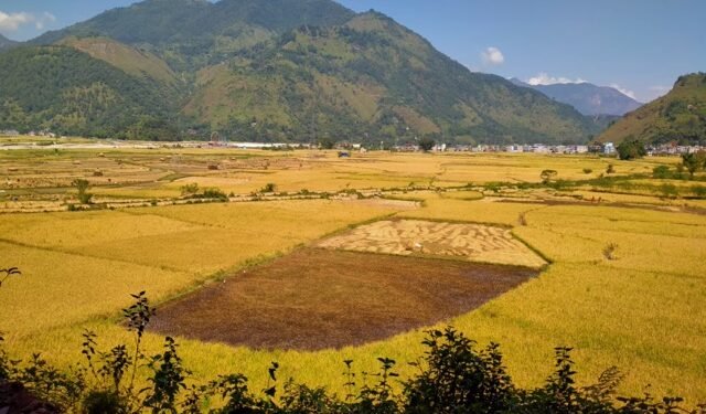 स्याङ्जामा धान उत्पादन बढ्यो
