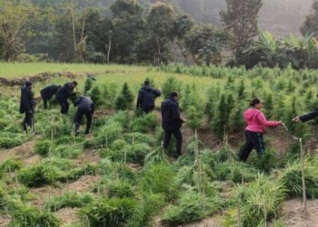 सर्लाहीको चुरेक्षेत्रमा लगाइएको गाँजाखेती नष्ट