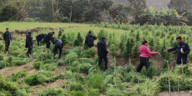 सर्लाहीको चुरेक्षेत्रमा लगाइएको गाँजाखेती नष्ट