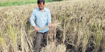 आलेखः कालानमक धानको स्वाद र सुगन्ध जोगाउने कसरत