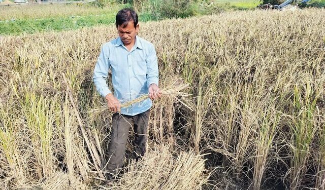 आलेखः कालानमक धानको स्वाद र सुगन्ध जोगाउने कसरत