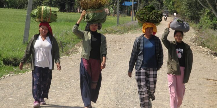 थारु बस्तीमा बढ्यो माघीको चहलपल