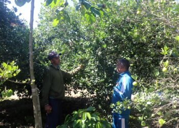 बहुवर्षीय खेती प्रणालीतर्फ आकर्षित हुँदै पौवादुङका किसान