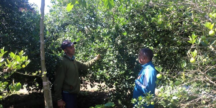 बहुवर्षीय खेती प्रणालीतर्फ आकर्षित हुँदै पौवादुङका किसान