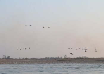 नारायणी नदी आसपासका क्षेत्रमा ४२ प्रजातिका चरा भेटिए