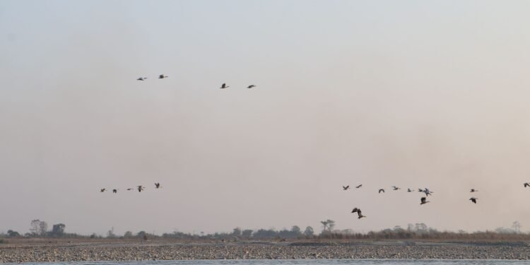 नारायणी नदी आसपासका क्षेत्रमा ४२ प्रजातिका चरा भेटिए