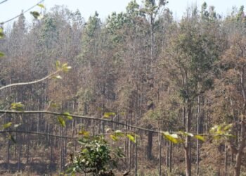 सालको रूखमा महामारी, ‘मथ’पुतलीले पात सखाप
