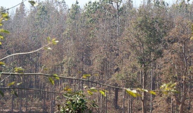 सालको रूखमा महामारी, ‘मथ’पुतलीले पात सखाप