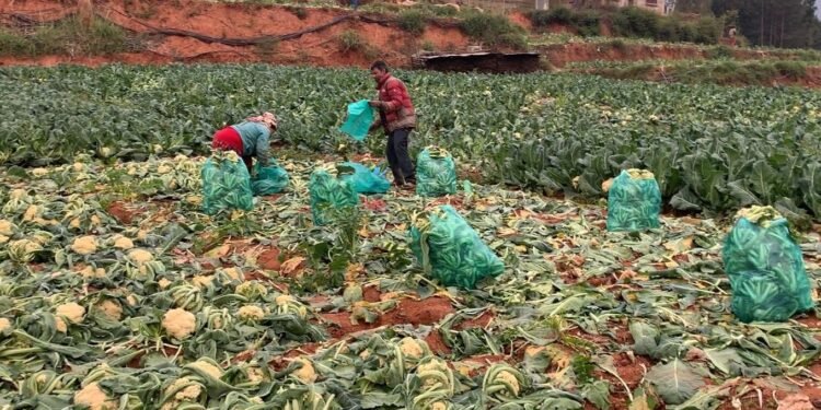 काउलीले बजार पाउँदा मण्डनका किसान उत्साहित