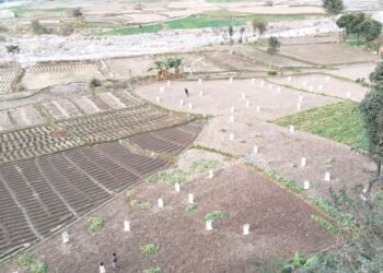 ‘आलु बिक्री गर्न बजारको समस्या छैन’