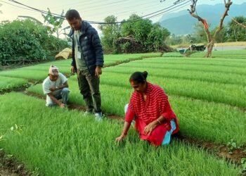 प्याजको बिरुवा बेचेर एक लाख बढी आम्दानी