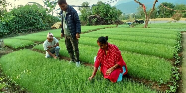 प्याजको बिरुवा बेचेर एक लाख बढी आम्दानी
