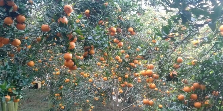 दश करोड बढीमा बिक्री भए भीरकोटका सुन्तला