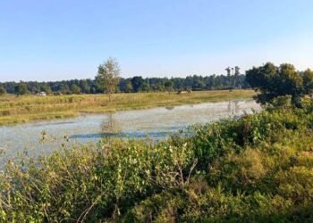 बाइस बिघाको गडबिजुला ताल पाँच बिघामा खुम्चियो