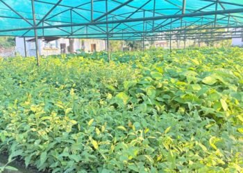 हरियाली बन्दै बाँके, बिरुवा वितरण र उत्पादनमा जोड