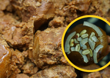 औषधीय गुण चाकुका यस्ता छन् फाइदा