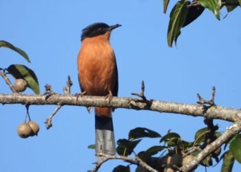 गुल्मीमा चरा प्रजातिको सङ्ख्या ३५५ पुग्यो