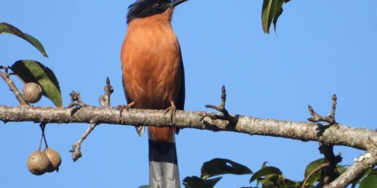 गुल्मीमा चरा प्रजातिको सङ्ख्या ३५५ पुग्यो