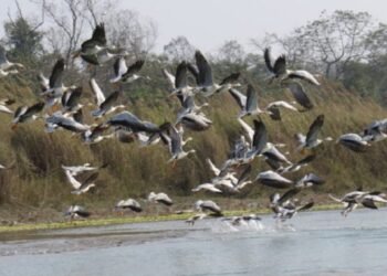शुक्लाफाँटामा जलपन्छीको सङ्ख्या बढ्यो