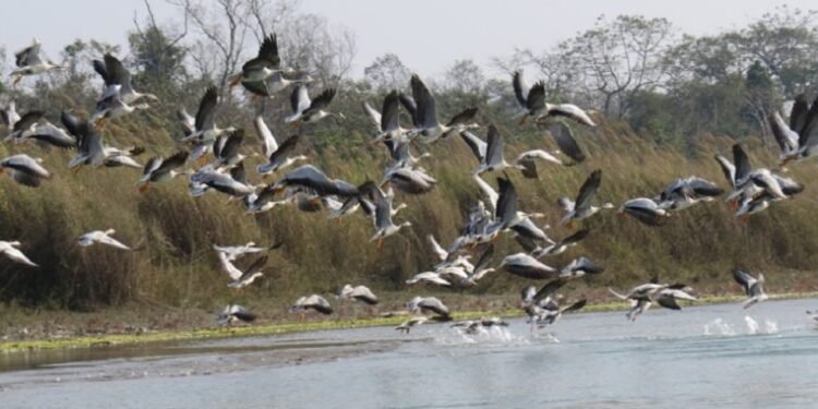 शुक्लाफाँटामा जलपन्छीको सङ्ख्या बढ्यो