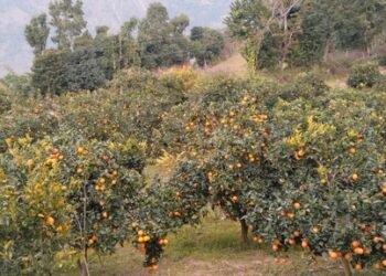 जुनारखेती : कम मेहेनतमा मनग्य आम्दानी