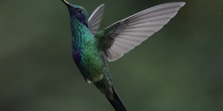 सानो हमिङबर्डको अन्तिम आश्रय