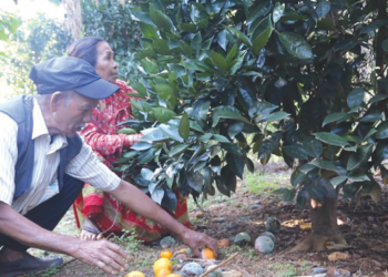 टिप्ने बेलाको सुन्तलामा कीरा लागेपछि कृषक चिन्तित
