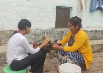 कुखुराको भालेलाई ‘अप्रेसन’ गरेर बधिया बनाइँदै