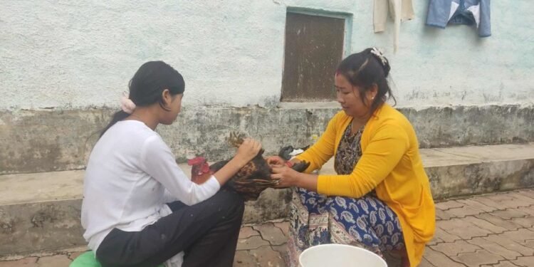 कुखुराको भालेलाई ‘अप्रेसन’ गरेर बधिया बनाइँदै