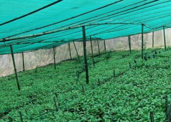 षडानन्दमा ‘गरिबी निवारणका लागि प्राङ्गारिक कफीखेती कार्यक्रम’