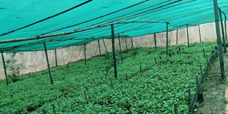 षडानन्दमा ‘गरिबी निवारणका लागि प्राङ्गारिक कफीखेती कार्यक्रम’