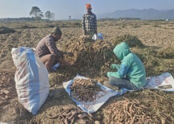 किसानलाई सखरखण्ड खन्नेदेखि बिक्रीका लागि भ्याइ नभ्याइ